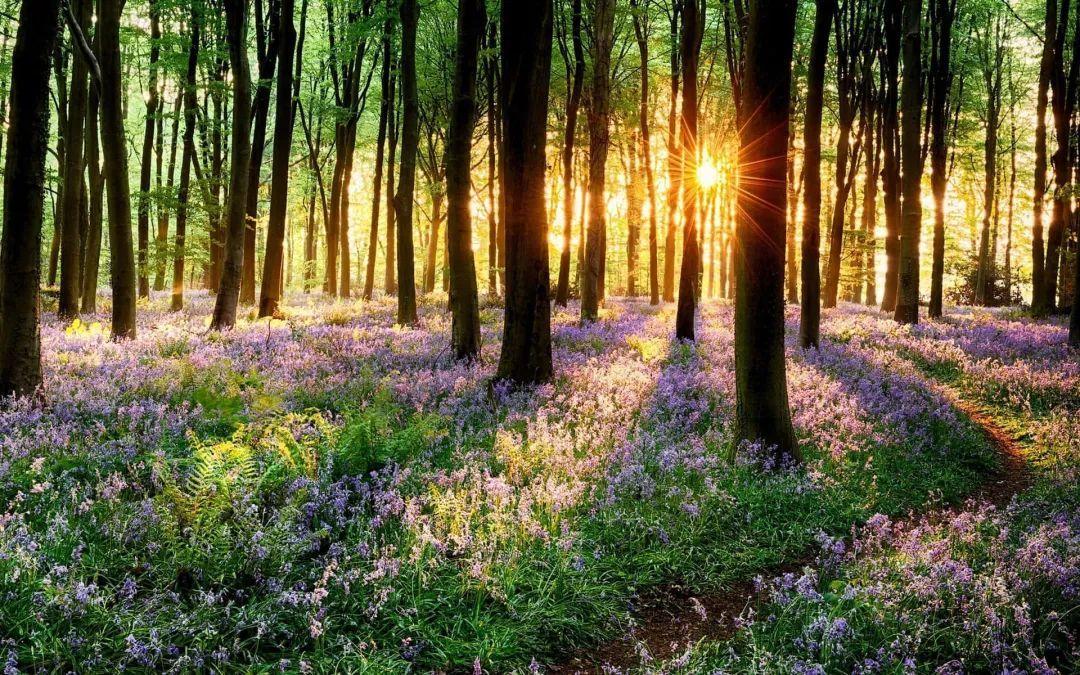 Download Beautiful Spring Outdoors